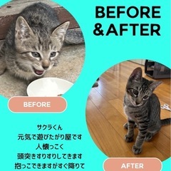 キジトラ兄弟里親さま募集☆トライアル歓迎☆