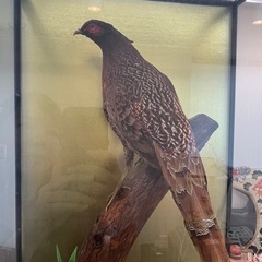 ヤマドリ2羽の置物　剥製　 高さ115センチ 奥行47.5センチ 立派です♪ 素敵ですよ。の画像