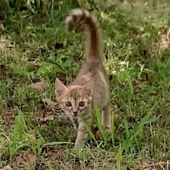 生後2ヶ月の人懐こい子猫（メス）