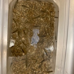 早い者勝ちメダカ、雑魚180匹います