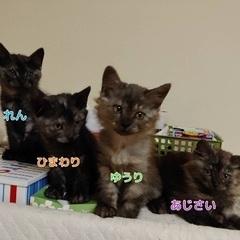 グレーのもふもふ2兄弟★☆（代理投稿） − 愛知県