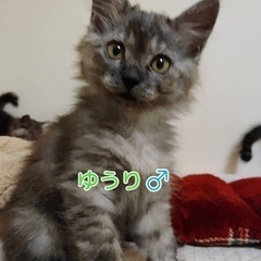 グレーのもふもふ2兄弟★☆（代理投稿） - 日進市