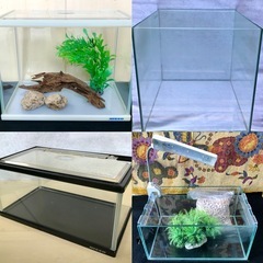 🌻夏休み企画🌻メダカ・金魚を飼おう🎵USED水槽・セットフェア ...