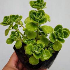 ゴキブリ除け③アロマティカス