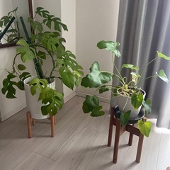 【観葉植物】モンステラ&セロームの画像