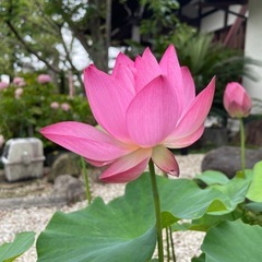 愛知県刈谷市　お寺ヨガ☆一回1,000円の画像