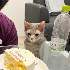 【里親募集】大切に育ててきたポポちゃん(2才メス)です🐈‍⬛