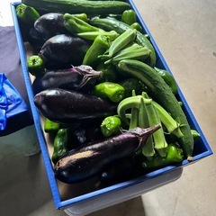 毎日、朝どり夏野菜