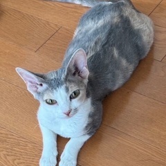 とても美しい三毛猫さん