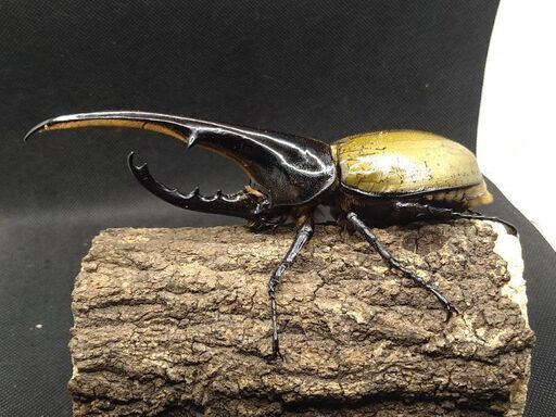 ヘラクレスオオカブトムシ　♂♀ペア　8-12