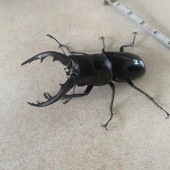 ノコギリクワガタ
