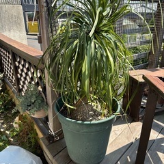 植木鉢 プランター 処分
の画像