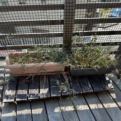 植木鉢 プランター 処分
の画像