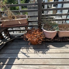 植木鉢 プランター 処分
の画像