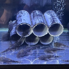 🍄プッシープレコ　オス多数 メス小振りが1匹います。 3匹 10...