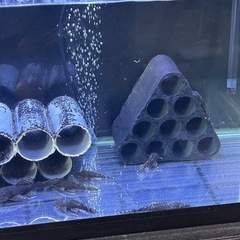 🍄プッシープレコ　残りわずかです オス5匹 全部で1500円です。の画像