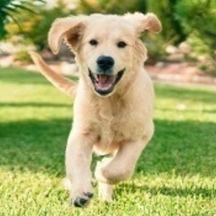 犬友達募集！神奈川、ラブラドール、大型犬