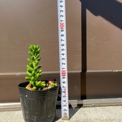 セダム　虹の玉の画像