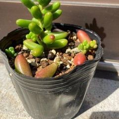 セダム　虹の玉の画像