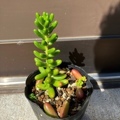 セダム　虹の玉の画像