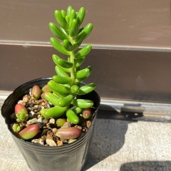 セダム　虹の玉の画像