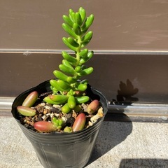 セダム　虹の玉の画像