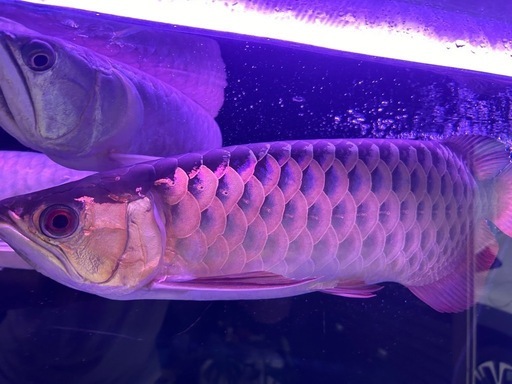 大型魚　アロワナ　