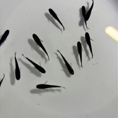 黒系メダカ　【オロチ】1ペア〜