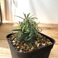 パキポディウム グラキリス 実生（A）の画像