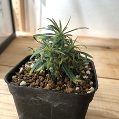 パキポディウム グラキリス 実生（A）の画像