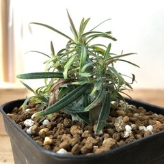 パキポディウム グラキリス 実生（A）の画像