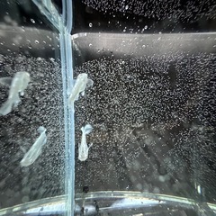 メダカ　グラディア
の画像