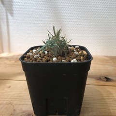 パキポディウム グラキリス 実生（F）の画像