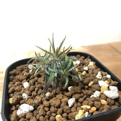 パキポディウム グラキリス 実生（F）の画像