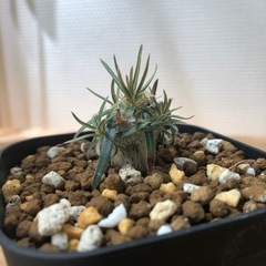 パキポディウム グラキリス 実生（F）の画像