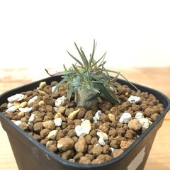 パキポディウム グラキリス 実生（F）の画像