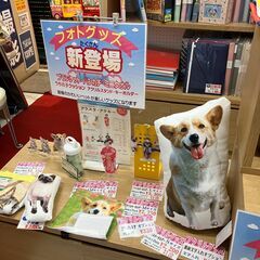 証明写真撮影します。最速10分仕上げ