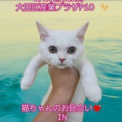 9/1（日）譲渡会。生後2ヵ月ブリティッシュショートヘア♂(⋈◍...