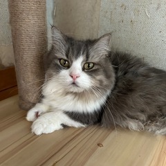 短足マンチカン　美猫6才