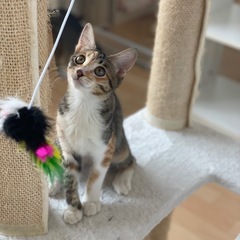 ものすごーく人懐っこいめっちゃ可愛いキジミケちゃん