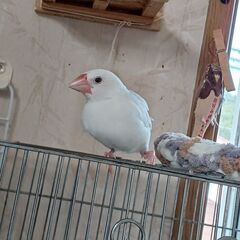 左足が少し不自由な文鳥。カゴと小さくて細めのとまり木１本、文鳥用...