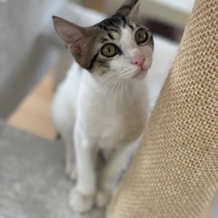 めちゃくちゃ甘えん坊イケメンサバ白くん