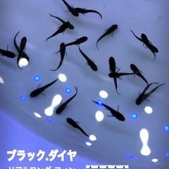 ブラックダイア💐新成魚極上（R LＦ）リアルロングフィン＊【　計...