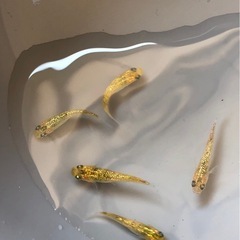 🐟月の響🐟　の画像