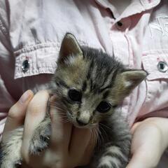 子猫の里親募集