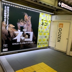 大阪市立自然史博物館　ぜーんぶネコ❗️ 一緒に見に行ける方
