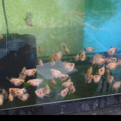 シルク系玉サバ(金魚 観賞魚)