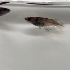 メダカ　御影　2ペア