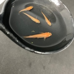 めだか　楊貴妃　２０匹+α