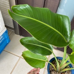 交渉中　オーガスタ　ニコライの画像